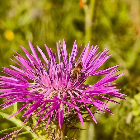 Le Piane Agriglamping Campingplads Portoferraio